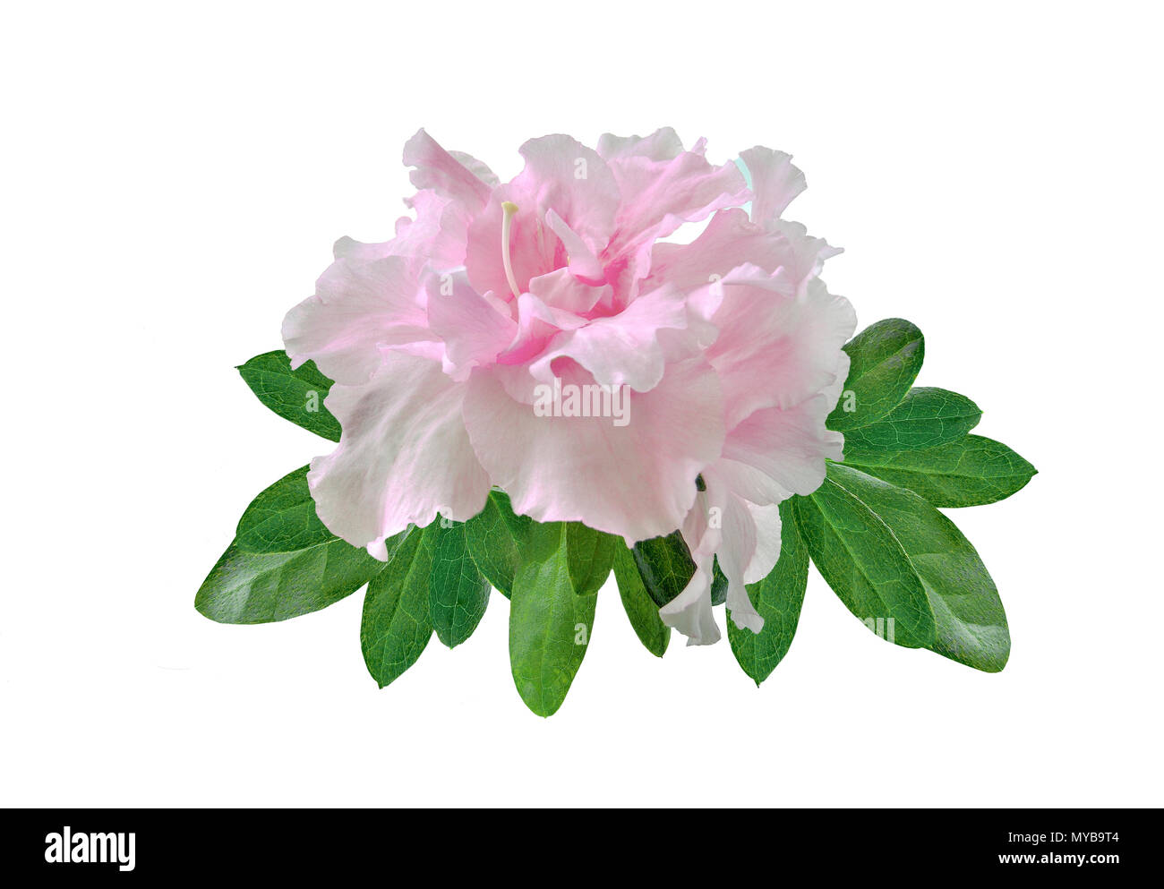 Delicate light pink Azalea flower (Rhododendron) with leaves close up, isolated on a white background - amazingly beautiful ornamental plant, floral p Stock Photo