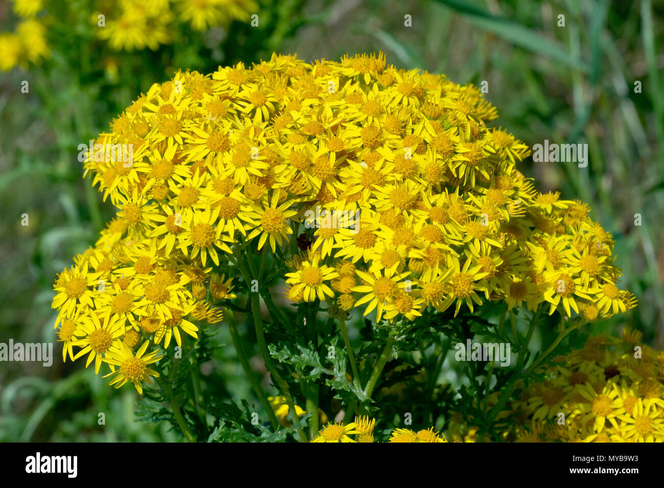 Common Ragwort (senecio jacobaea), close up of the broad flowering head of one plant. Stock Photo