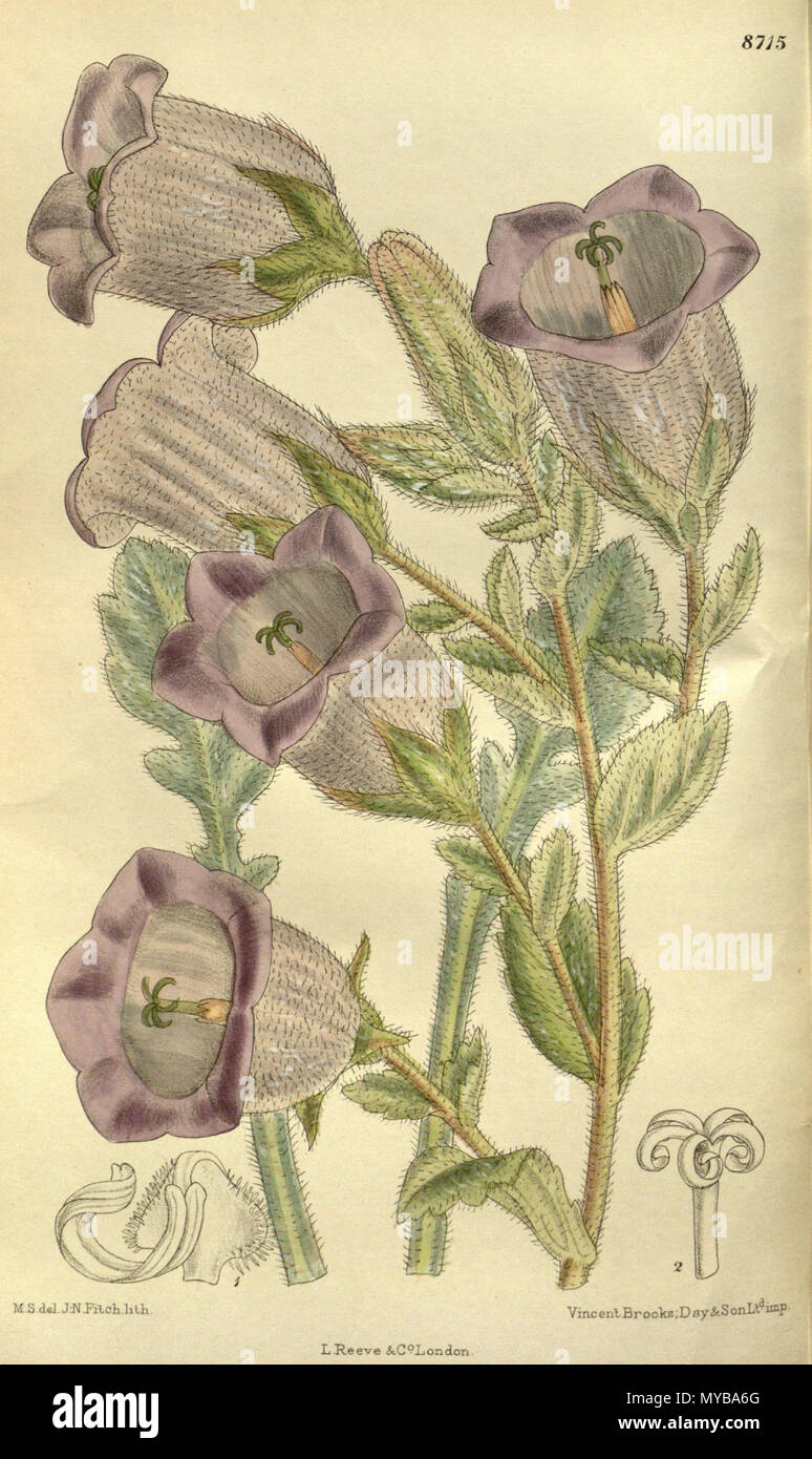 . Campanula ephesia (= Campanula tomentosa), Campanulaceae . 1917. M.S. del., J.N.Fitch lith. 95 Campanula ephesia 143-8715 Stock Photo