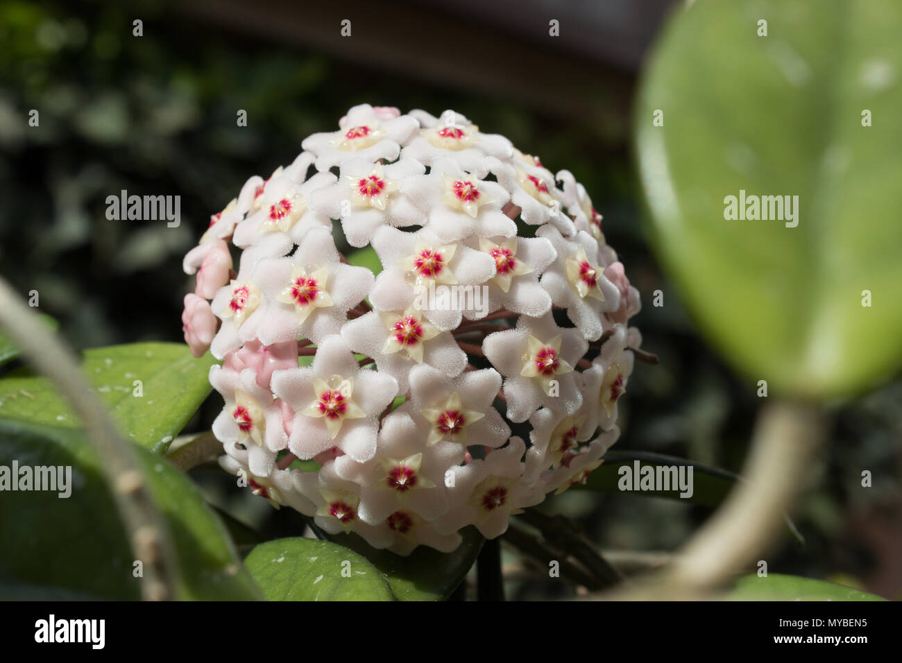 Detail macro of flowers of a wax plant (Hoya carnosa). Stock Photo