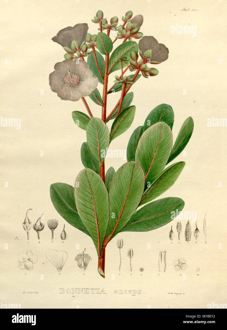 . Illustration of Bonnetia anceps . 1824. Carl Friedrich Philipp von Martius (1794-1868) 80 Bonnetia anceps Stock Photo