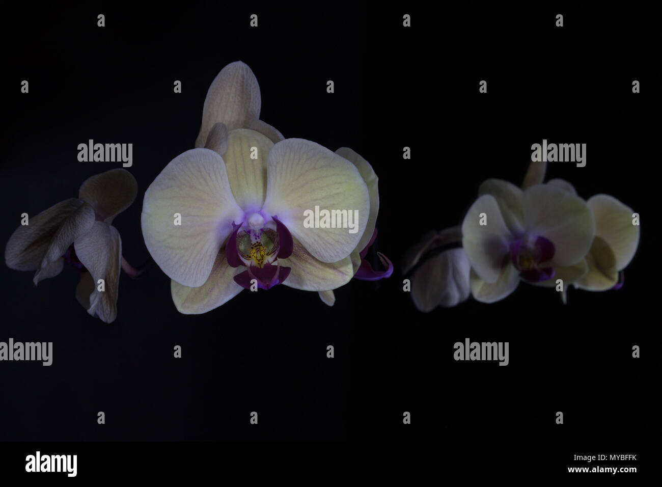 Two vibrant yellow orchids hi-res stock photography and images - Alamy