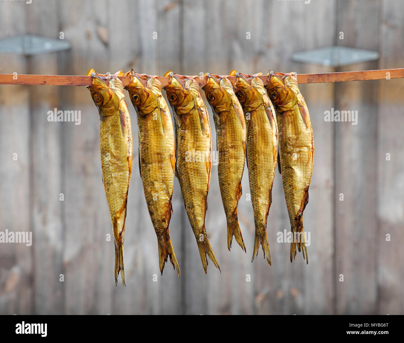 Alewives hanging in front of smokehouse to preserve and dry. Stock Photo