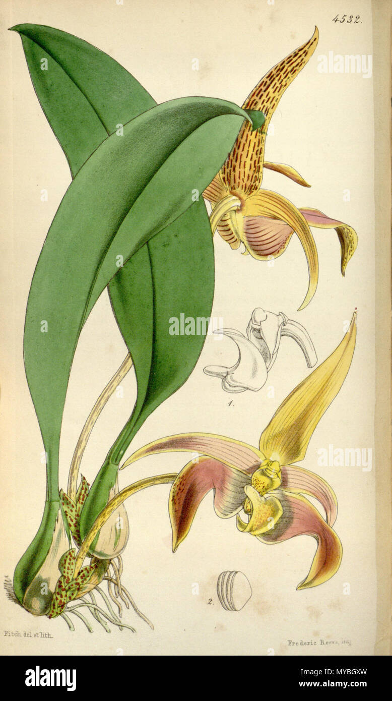 . Illustration of Bulbophyllum lobbii (spelled Bolbophyllum lobbii) . 1850. Walter Hood Fitch (1817-1892) del. et lith. 90 Bulbophyllum lobbii (spelled Bolbophyllum lobbii) - Curtis' 76 (Ser. 3 no. 6) pl. 4532 (1850) Stock Photo