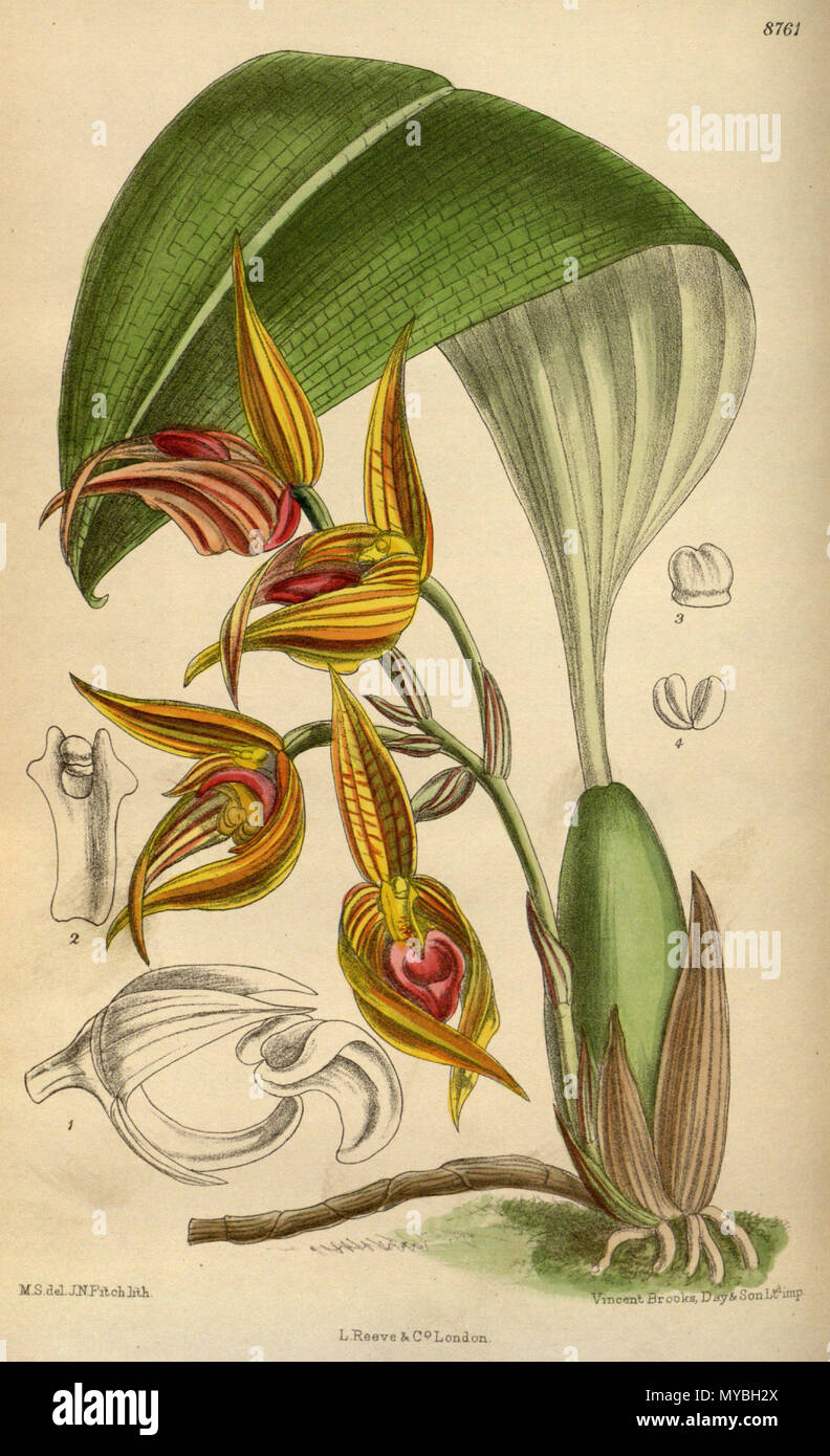 . Bulbophyllum sociale, Orchidaceae . 1918. M.S. del., J.N.Fitch lith. 90 Bulbophyllum sociale 144-8761 Stock Photo