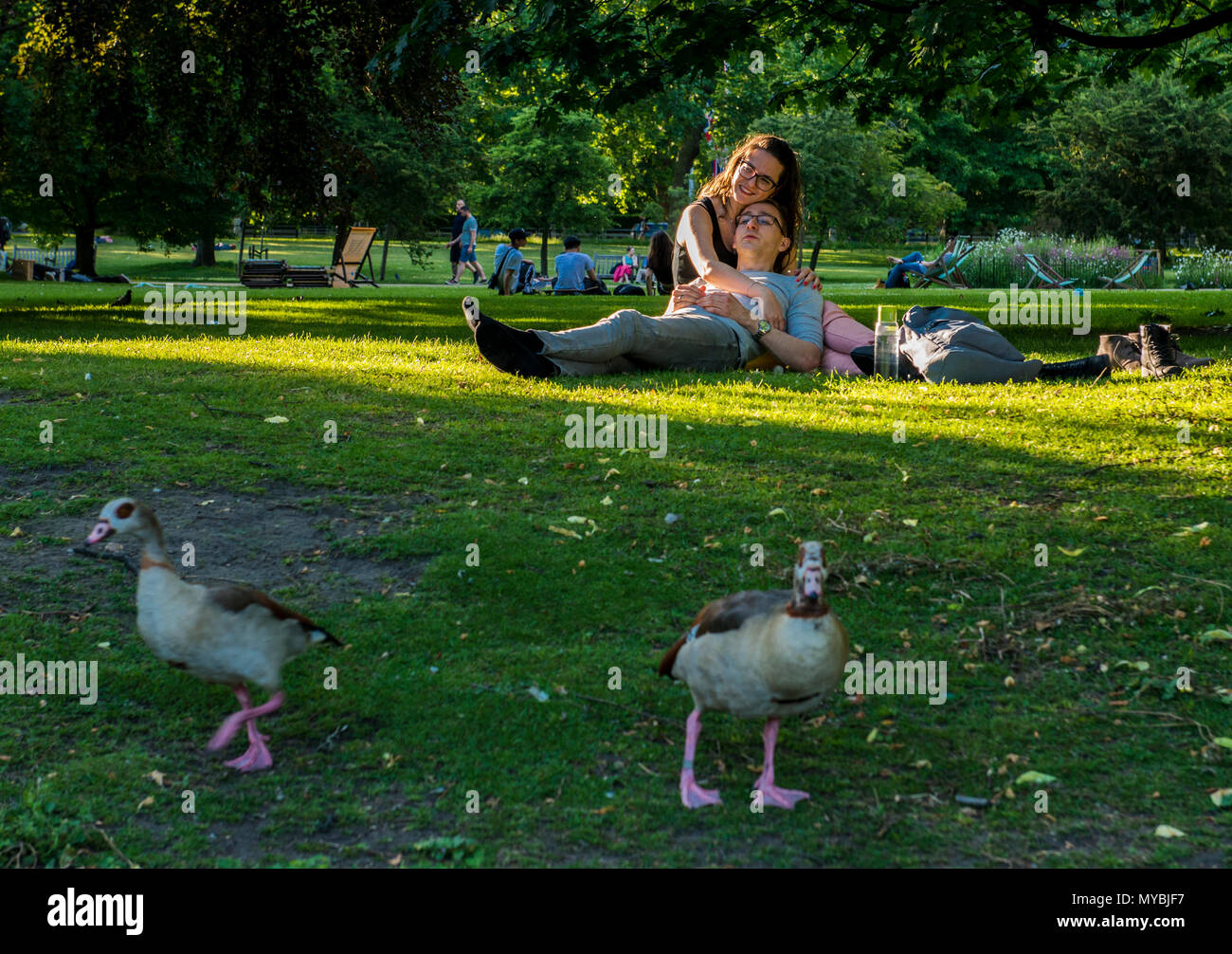 Couple relaxing on grass, two ducks walking in foreground, St James's Park, London, England, UK Stock Photo