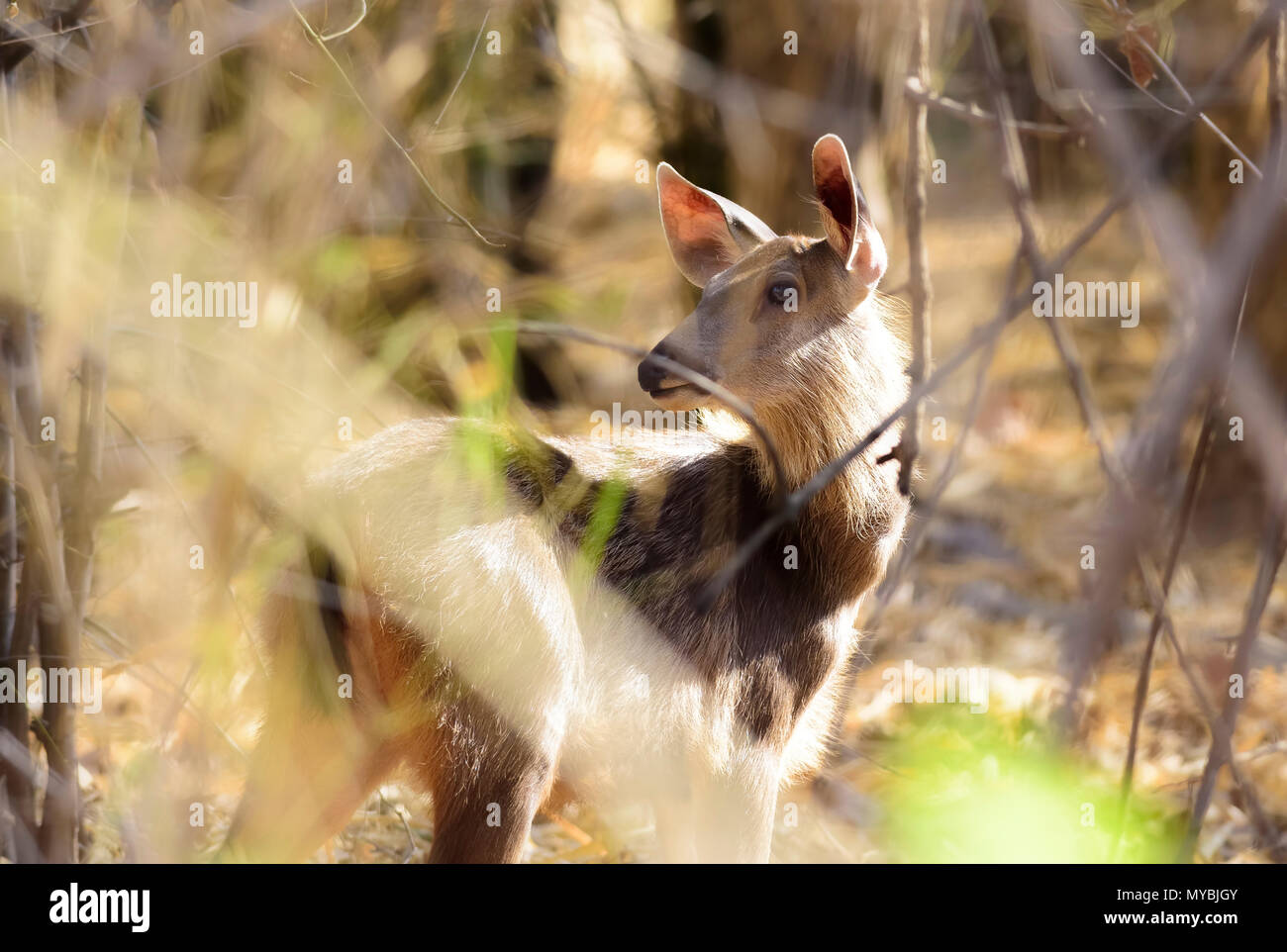 A Sambar Deer peeking through bush inside Tadoba Reserve Forest of India, copy space Stock Photo