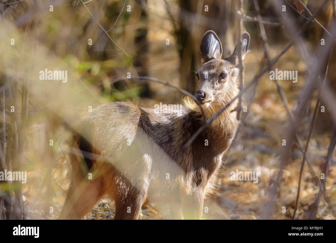 A Sambar Deer peeking through bush inside Tadoba Reserve Forest of India, copy space Stock Photo
