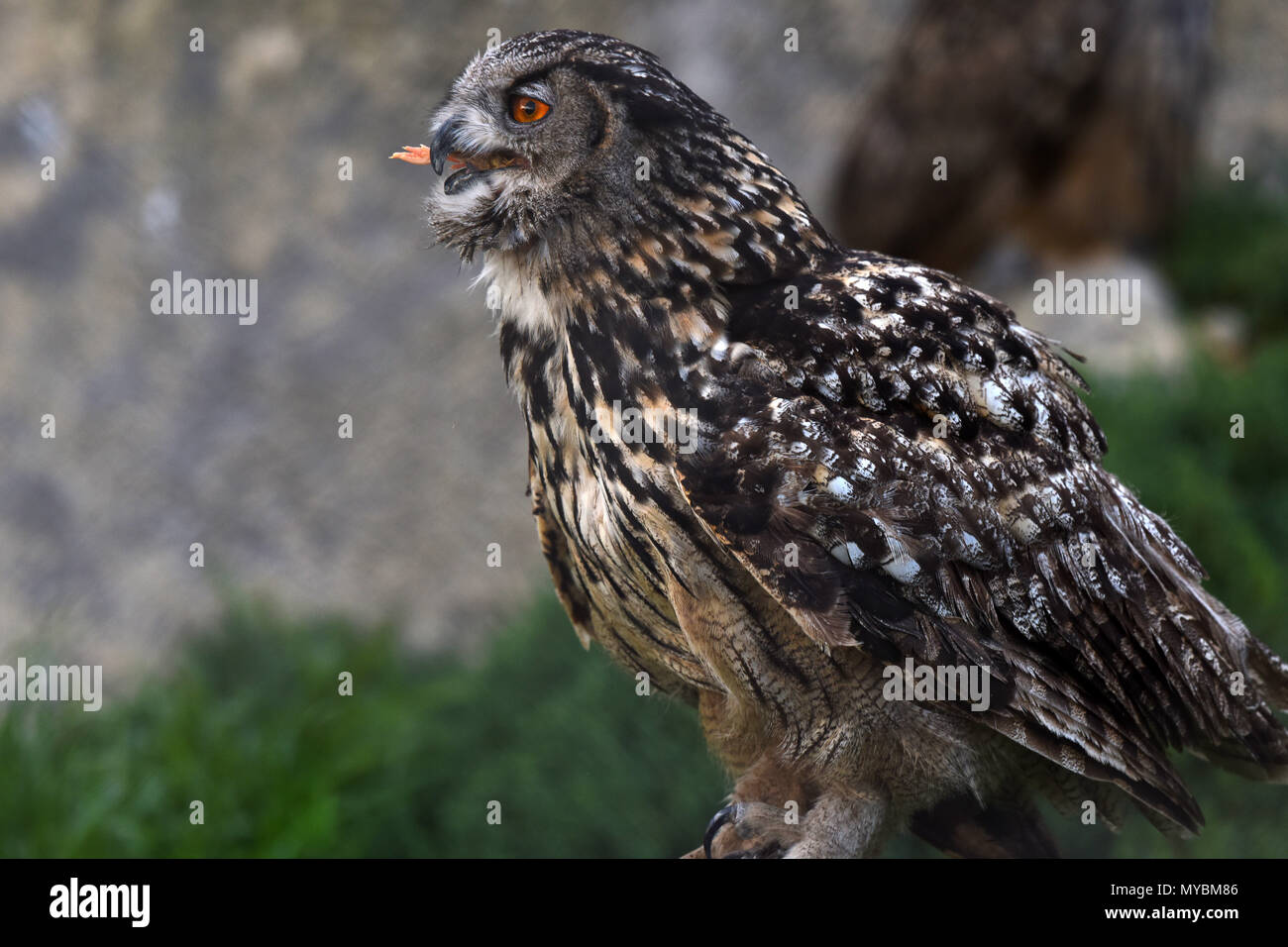 Eurasian Eagle-Owl swallowing food Stock Photo