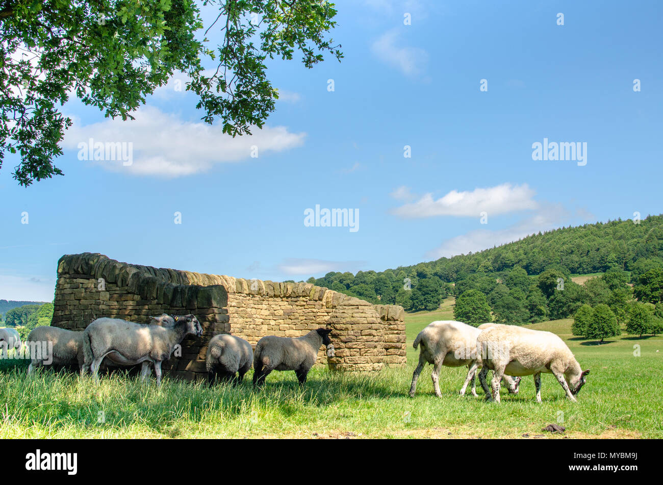 Sheep grazing in idyllic countryside landscape in the Derbyshire Dales, England Stock Photo