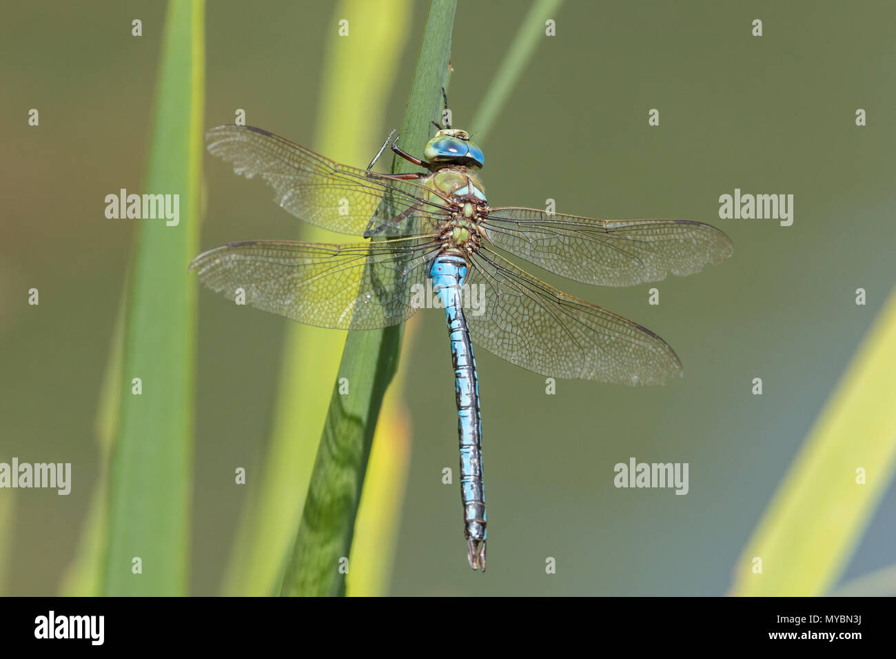 Emperor dragonfly (Anax imperator) Stock Photo