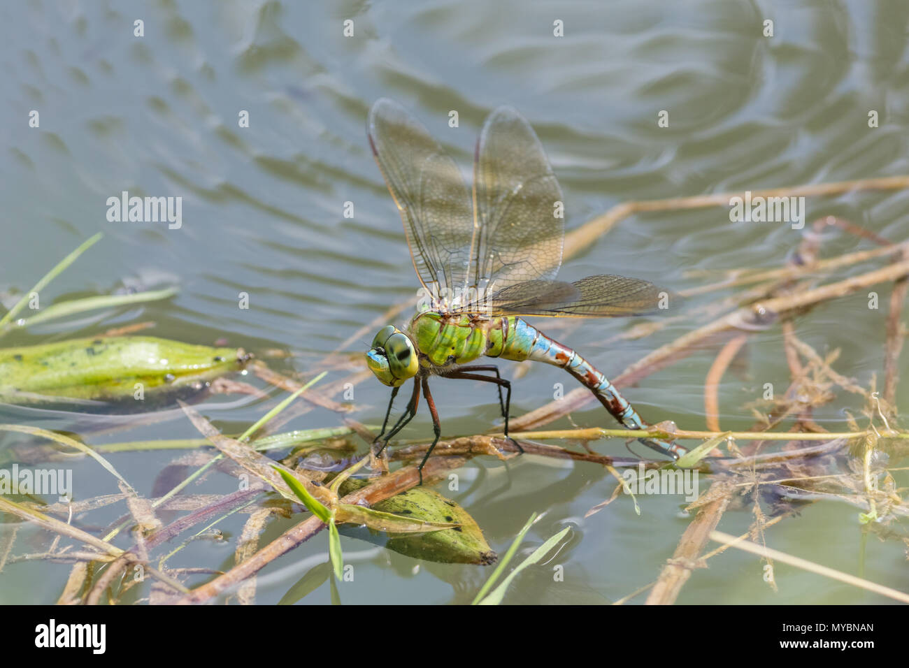 Emperor dragonfly (Anax imperator) Stock Photo
