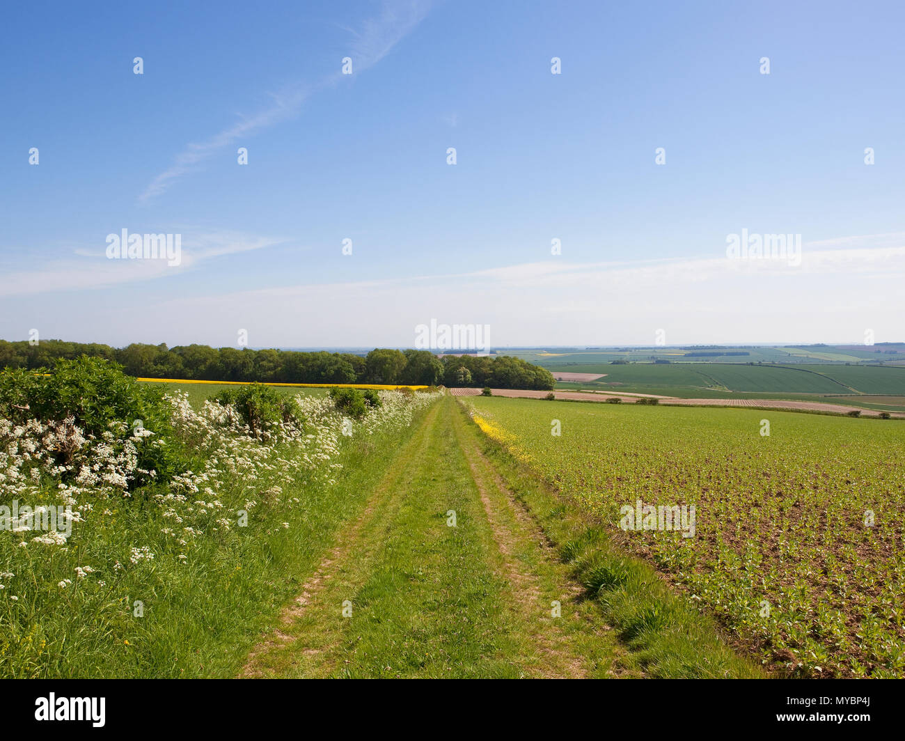 Parsley hawthorn hires stock photography and images Alamy