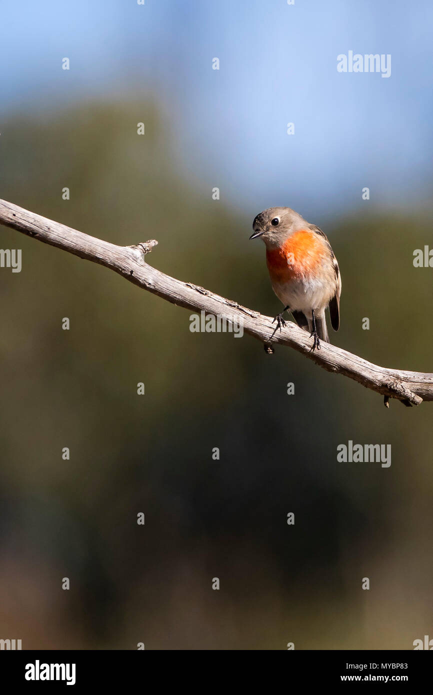 Scarlet Robin (Petroica boodang) race 