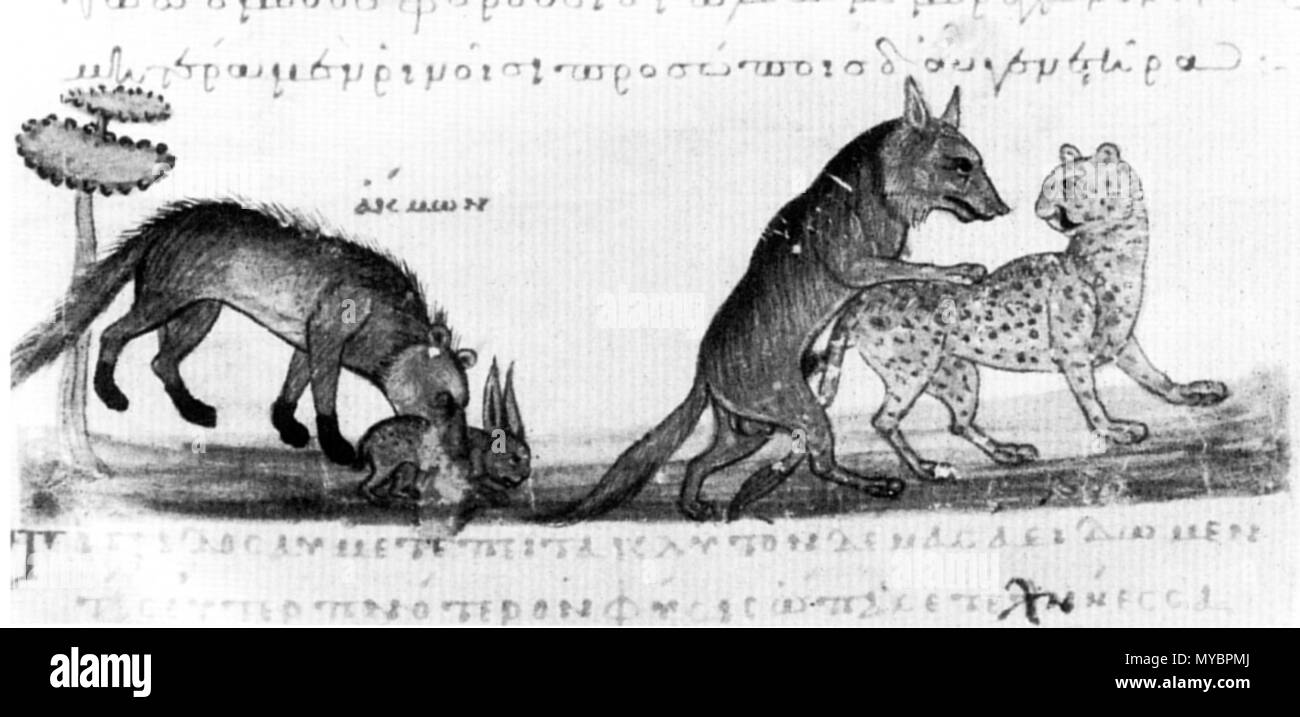 . English: Mating of wolf and cheetah. Illustration from Oppian of Apamea Cynegetica. 10th century manuscript. Venice, Cod. Ven. Marc. Gr. Z 479, fol. 49v . 30 April 2009. WolfgangRieger 116 Cod. Ven. Marc. Gr. Z 479 fol. 49v Stock Photo