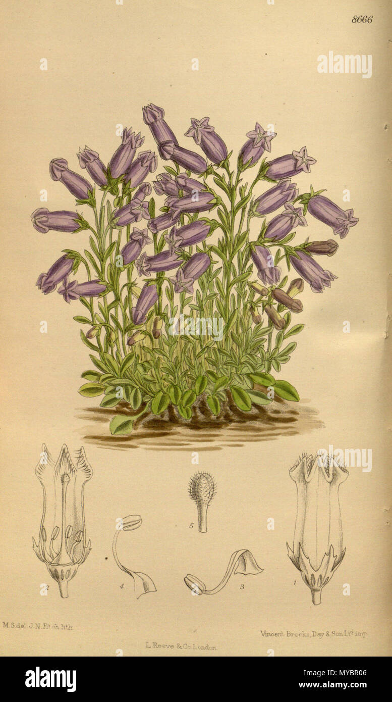 . Campanula zoysii, Campanulaceae . 1916. M.S. del., J.N.Fitch lith. 95 Campanula zoysii 142-8666 Stock Photo