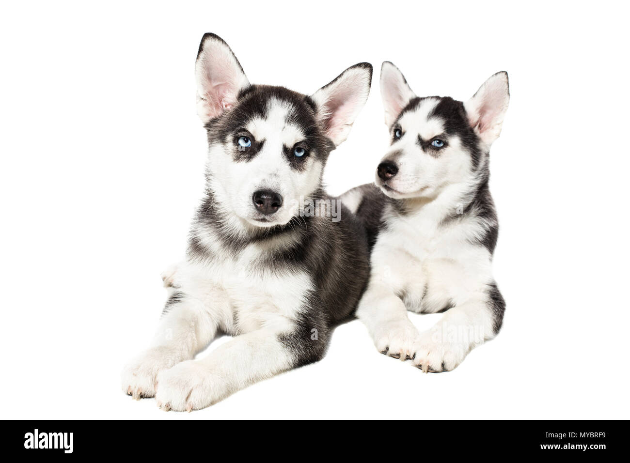 Two cute little husky puppies isolated on white background Stock Photo ...