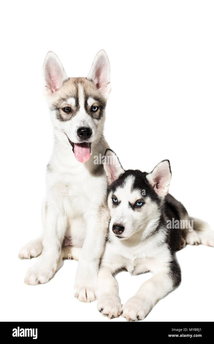 Two cute little husky puppies isolated on white background Stock Photo ...
