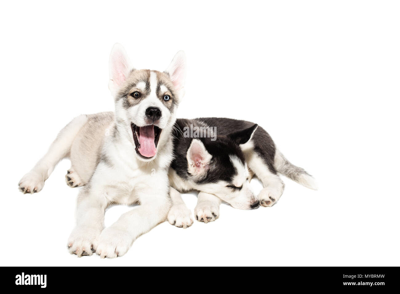 Two cute little husky puppies isolated on white background Stock Photo ...