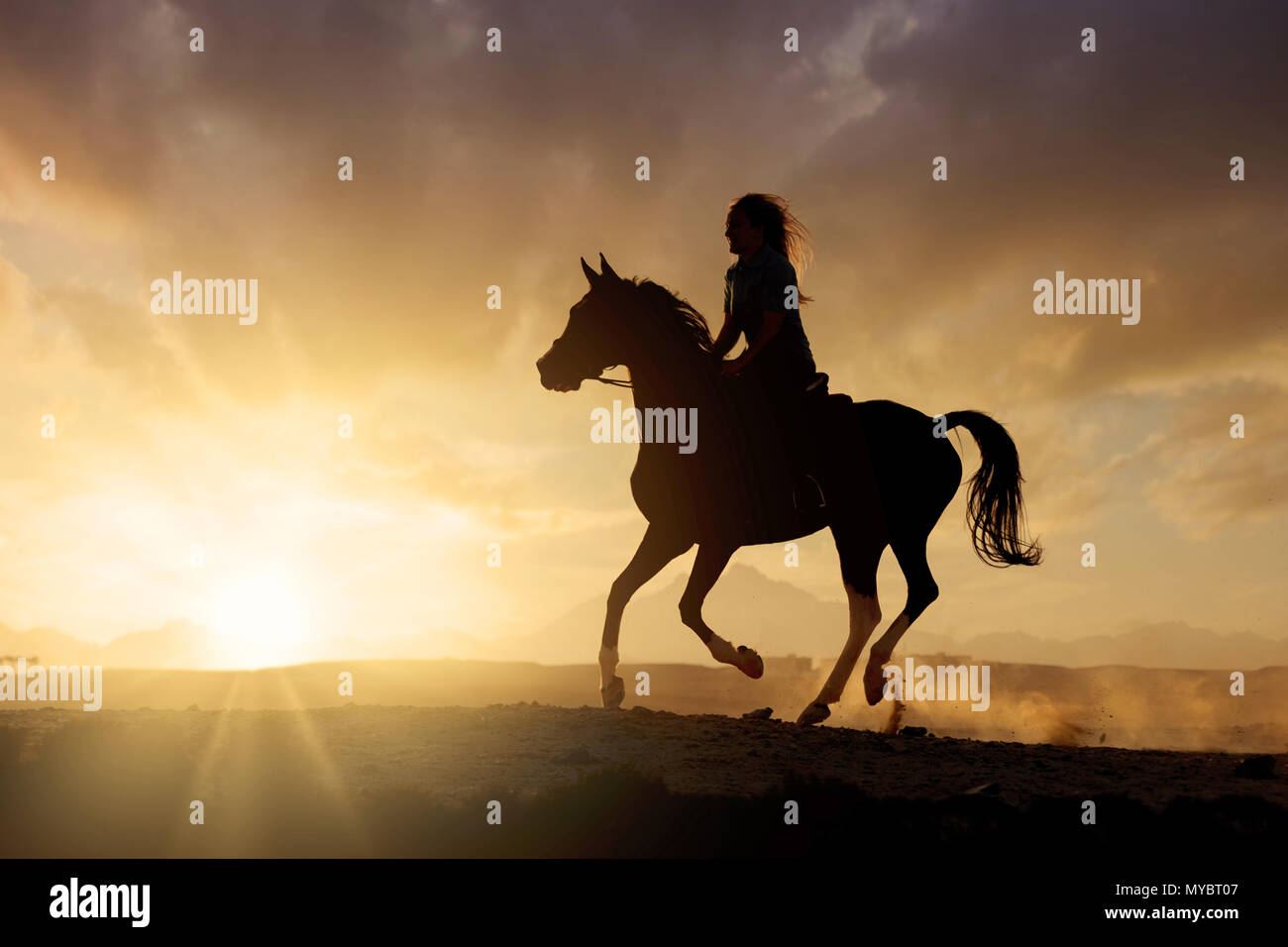 Domestic horse. Rider on a mare galopping in the desert, silhouetted against the setting sun. Egypt Stock Photo