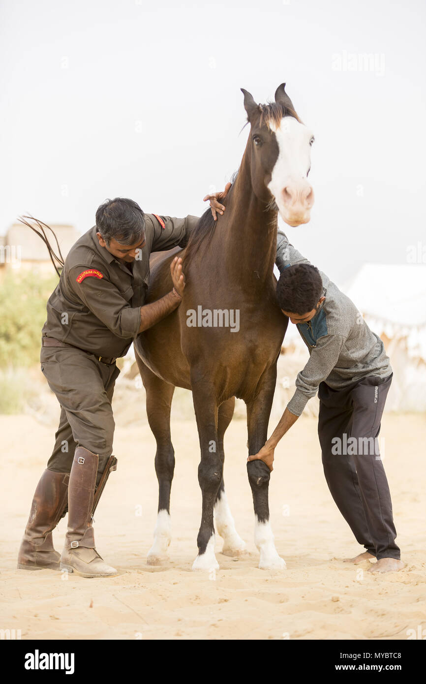 Marwari Horse. Bay mare getting a massage. India Stock Photo