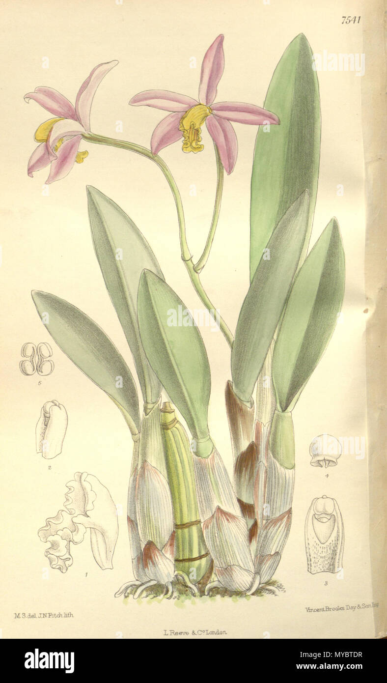 . Illustration of Cattleya longipes or Sophronitis longipes (as syn. Laelia longipes) . 1897. M. S. del. ( = Matilda Smith, 1854-1926), J. N. Fitch lith. ( = John Nugent Fitch, 1840–1927) Description by Joseph Dalton Hooker (1817—1911) 102 Cattleya longipes or Sophronitis longipes (as Laelia longipes) - Curtis' 123 (Ser. 3 no. 53) pl. 7541 (1897) Stock Photo