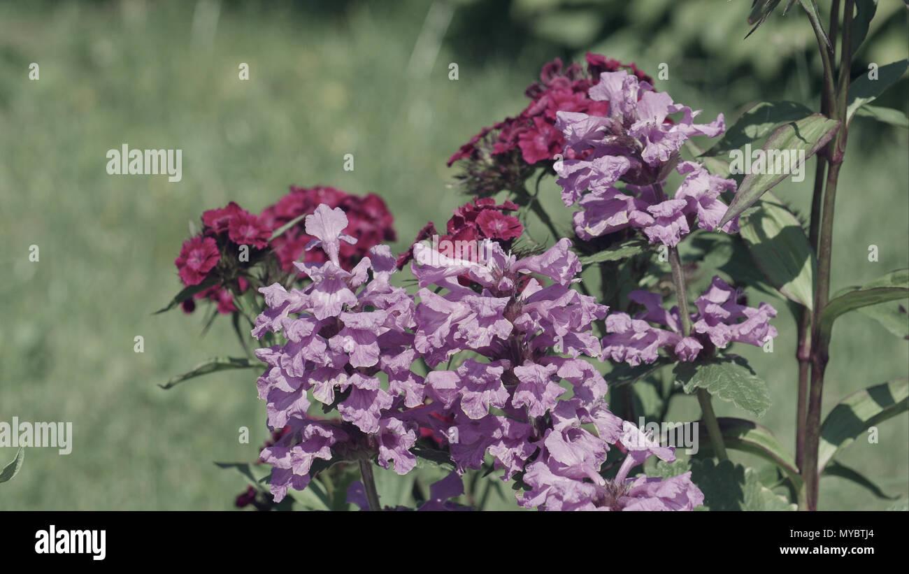 Pink Carnations in garden Stock Photo Alamy