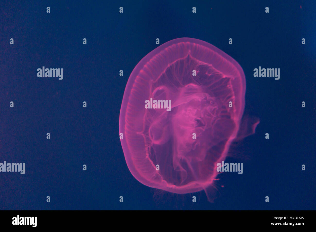 Pink jellyfish hires stock photography and images Alamy