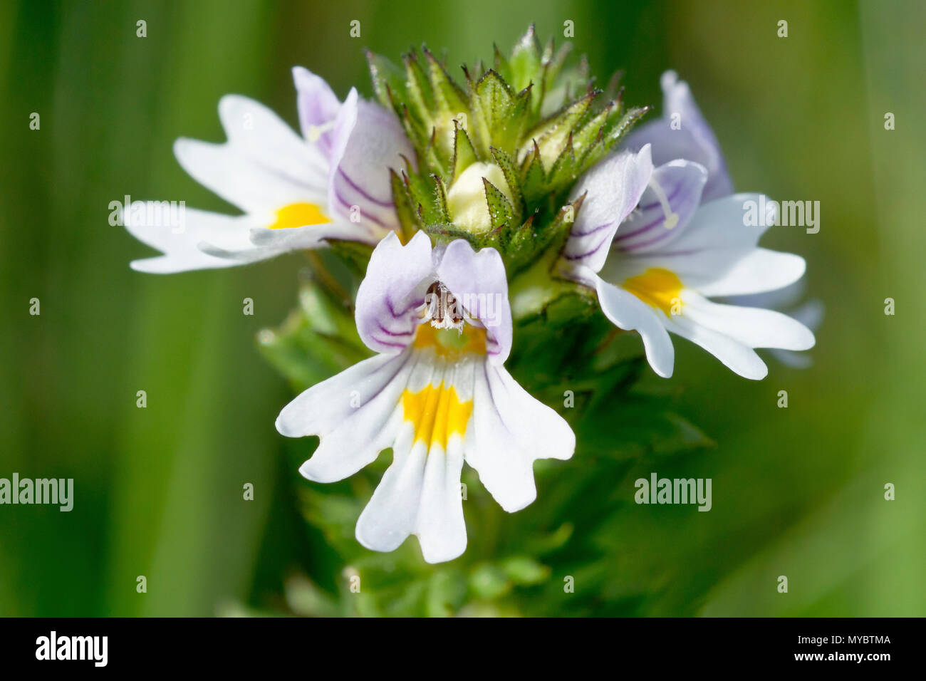 Eyebright (euphrasia nemorosa, maybe euphrasia officinalis), also known as Common Eyebright, close up of a solitary flower head. Stock Photo