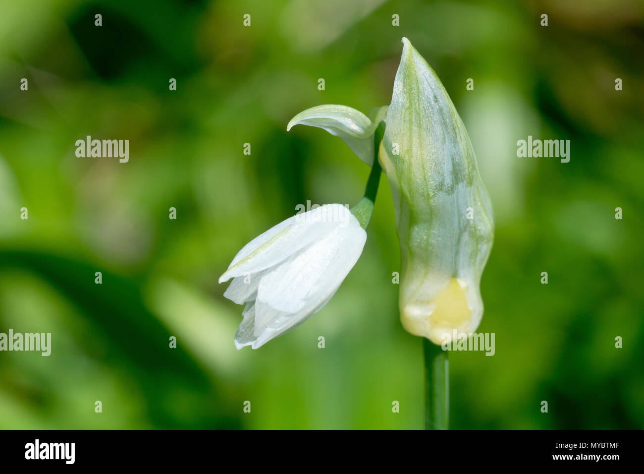 Few-flowered Leek (allium paradoxum), close up of a single flower emerging from the bud. Stock Photo
