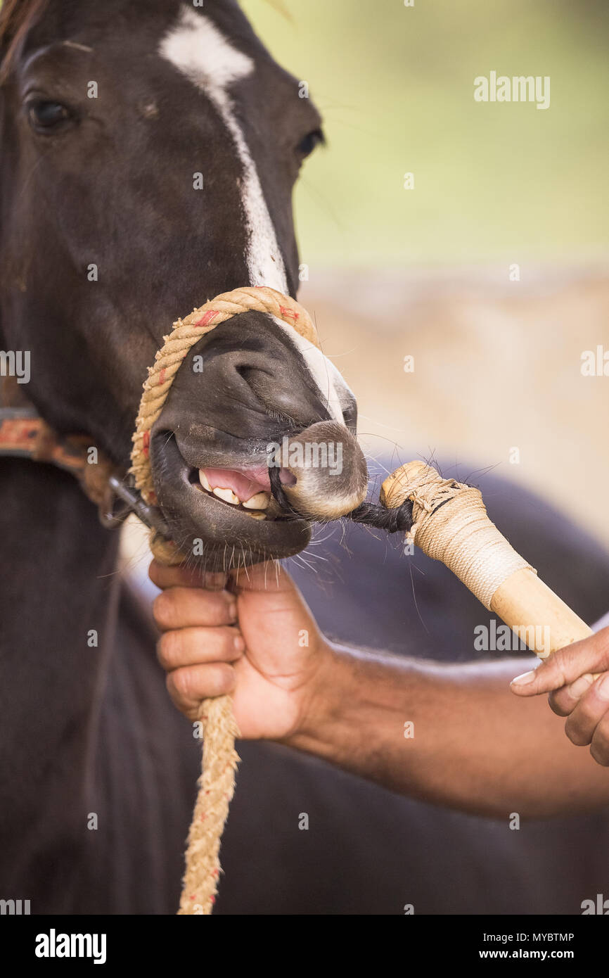 Marwari horse with twitch. India Stock Photo