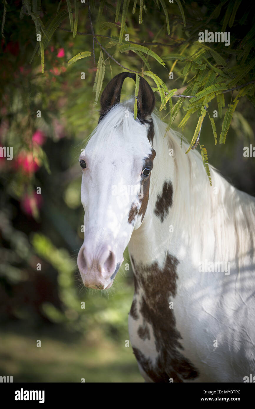 Marwari Horse. Portrait of Pinto mare. India Stock Photo