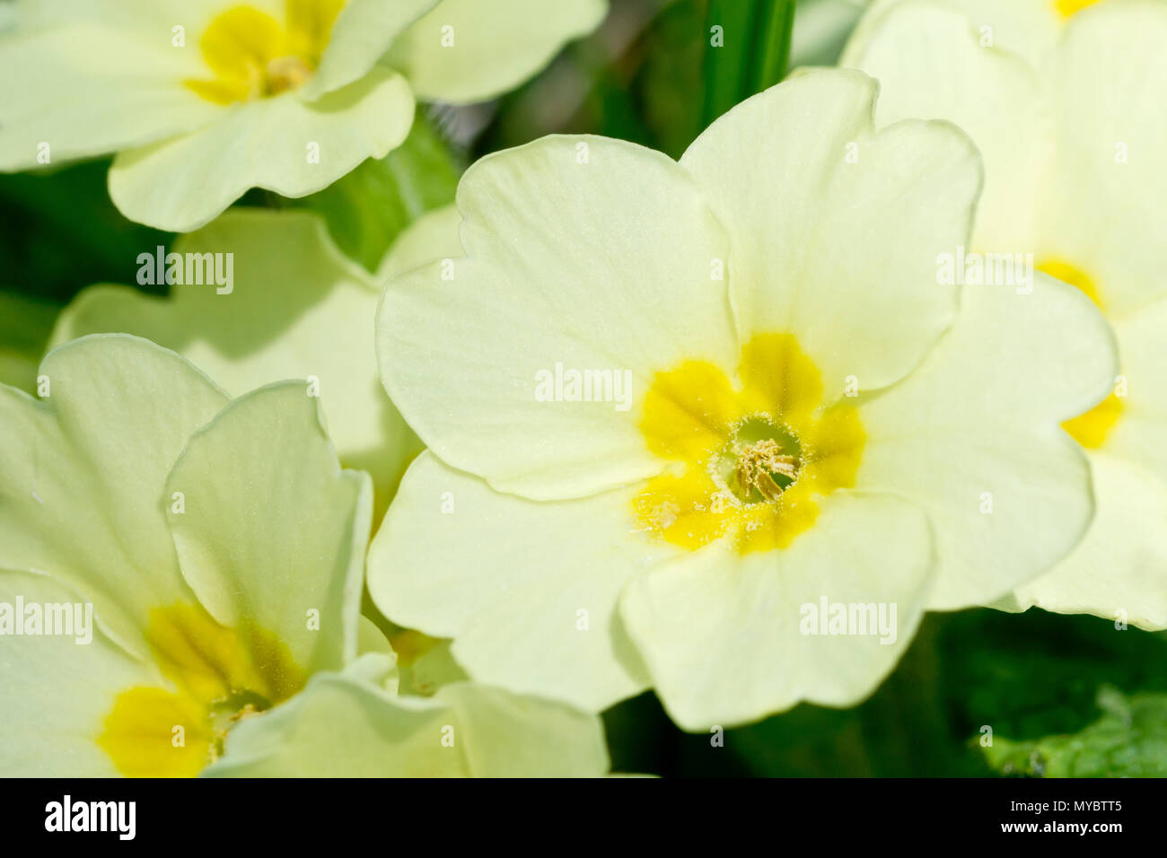 Primroses (primula vulgaris), close up of a group of thrum-eyed flowers. Stock Photo