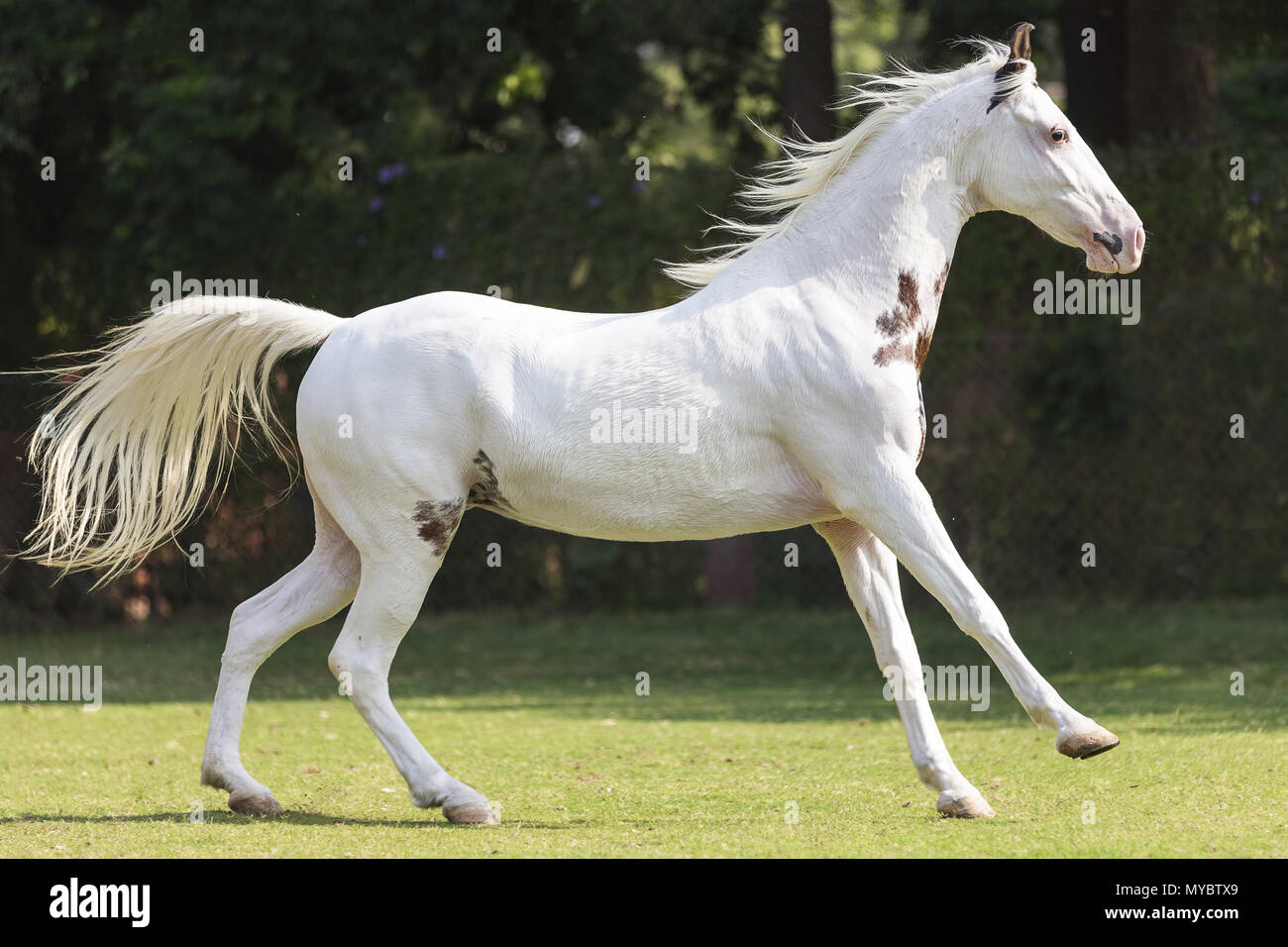 Marwari Horse. Pinto mare galloping in a paddock. India Stock Photo