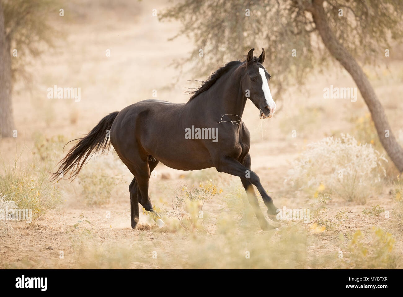 Marwari Horse. Black mare galloping in semi-desert landscape. India Stock Photo