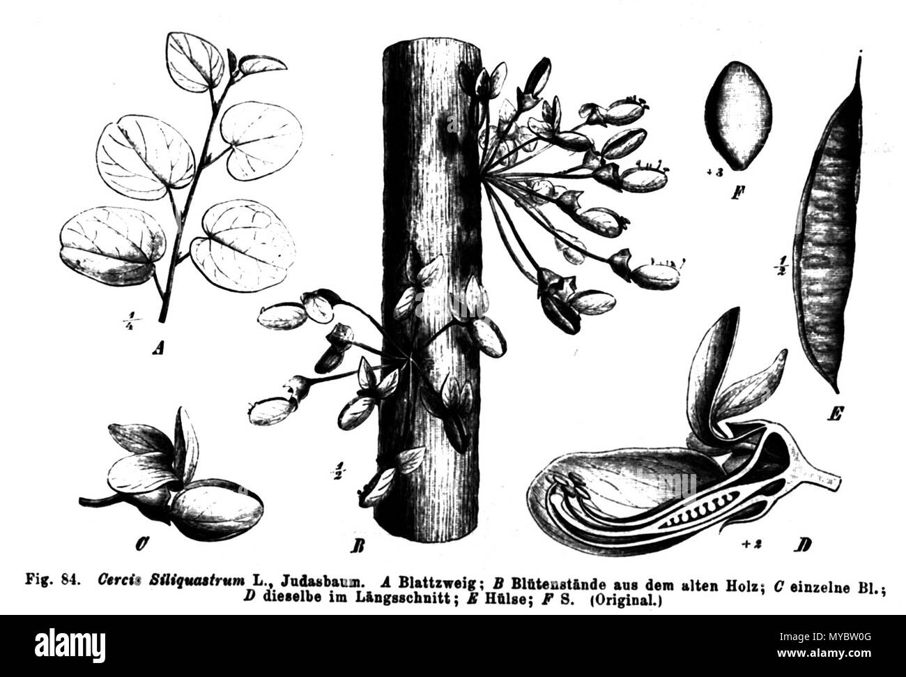 Illustration From Book 1891 Paul Hermann Wilhelm Taubert 1862