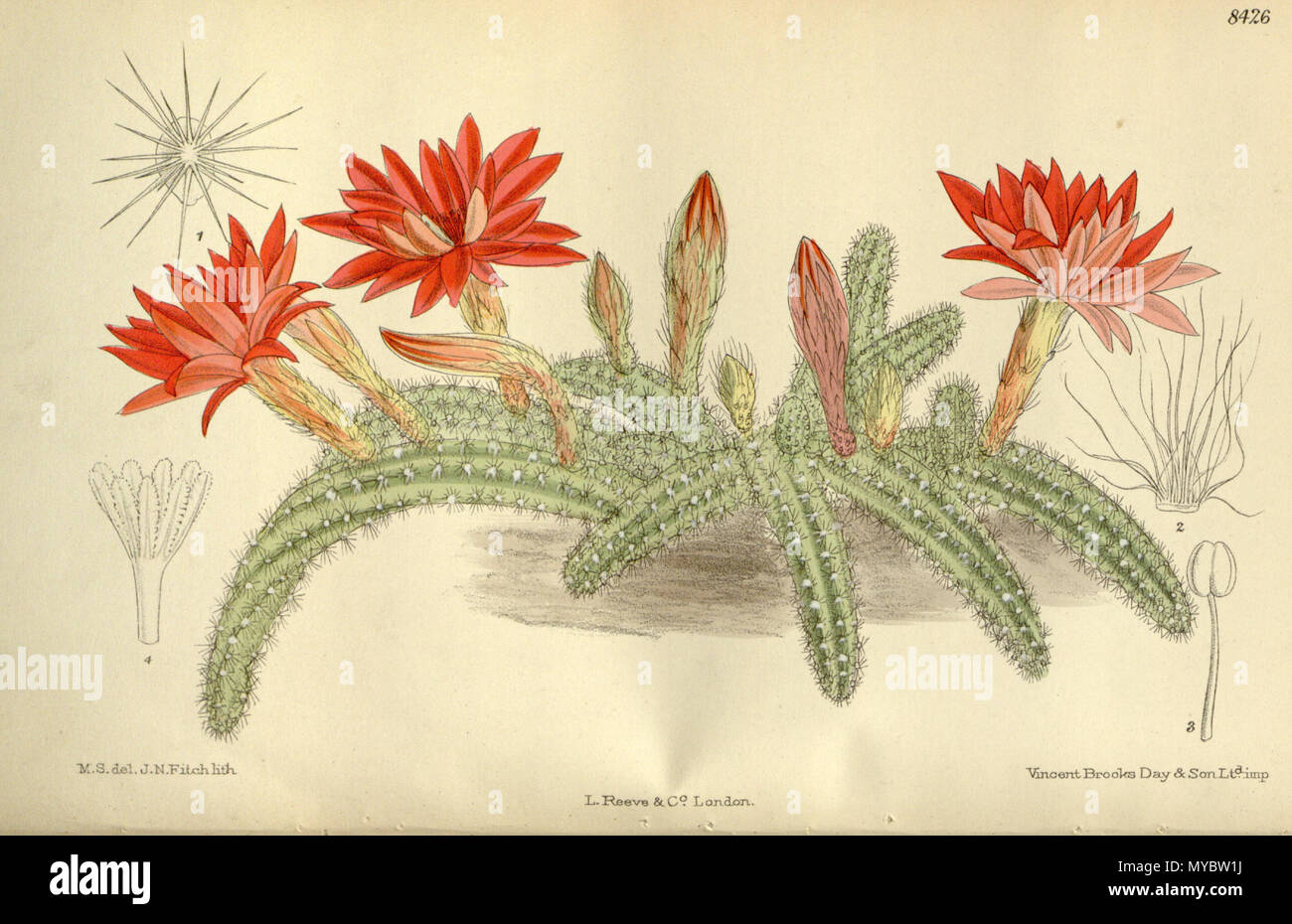 . Cereus silvestrii (= Echinopsis chamaecereus), Cactaceae . 1912. M.S. del, J.N.Fitch, lith. 103 Cereus silvestrii 138-8426 Stock Photo