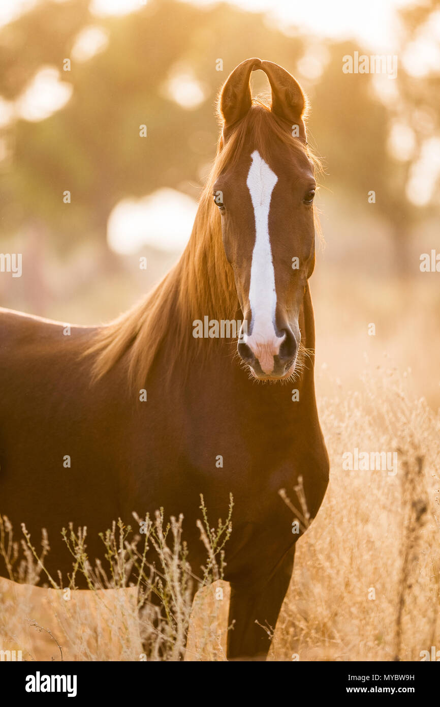 Marwari Horse. Portrait of chestnut mare, standing in tall grass. India Stock Photo