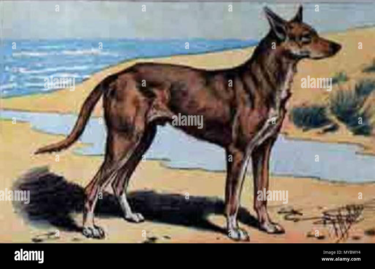 Dog Chien France Stock Photos Dog Chien France Stock