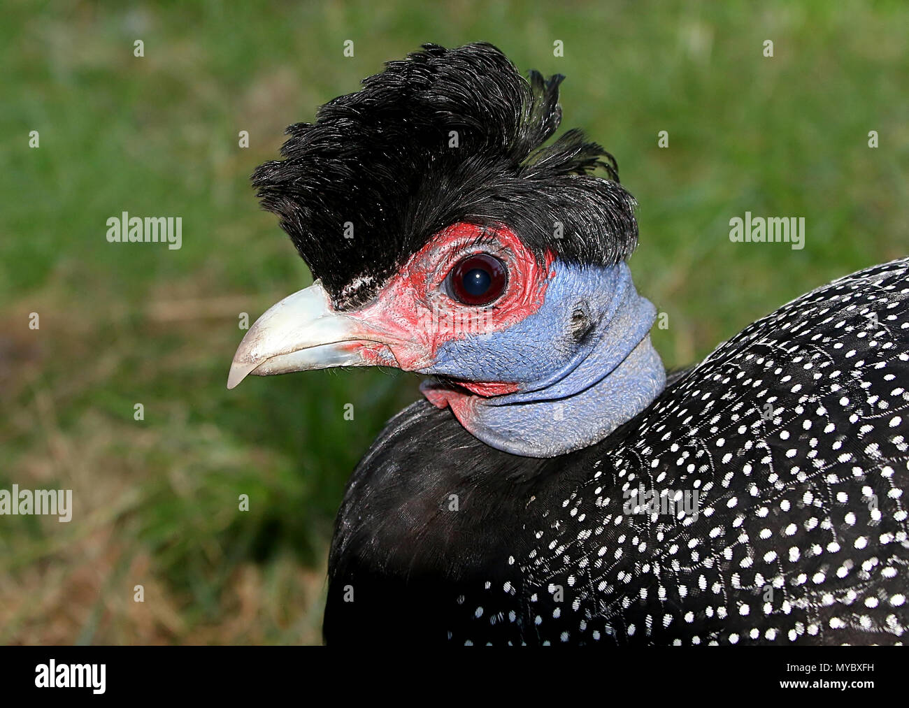 African Crested guineafowl (Guttera pucherani), close-up of the head Stock Photo