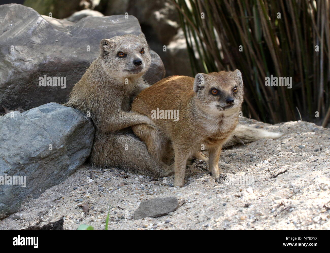 Mating male and female South African Yellow mongooses (Cynictis penicillata) a.k.a. Red Meerkat Stock Photo