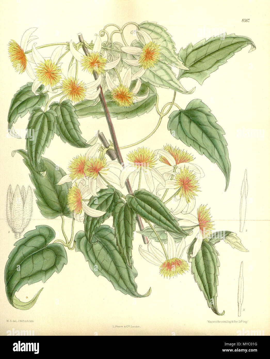 . Clematis aristata var. dennisae, Ranunculaceae . 1911. M.S. del, J.N.Fitch, lith. 114 Clematis aristata dennisae 137-8367 Stock Photo