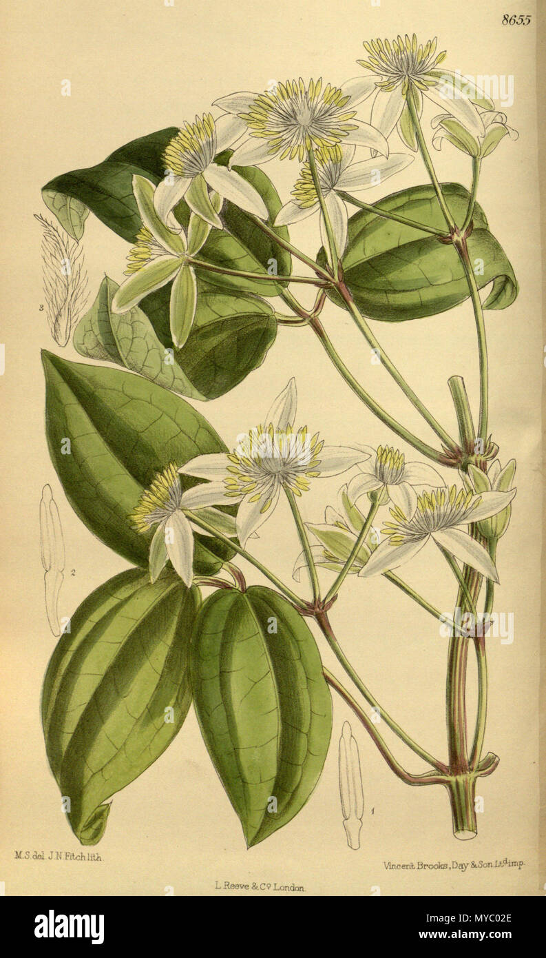 . Clematis pavoliniana (= Clematis finetiana), Ranunculaceae . 1916. M.S. del., J.N.Fitch lith. 115 Clematis pavoliniana 142-8655 Stock Photo
