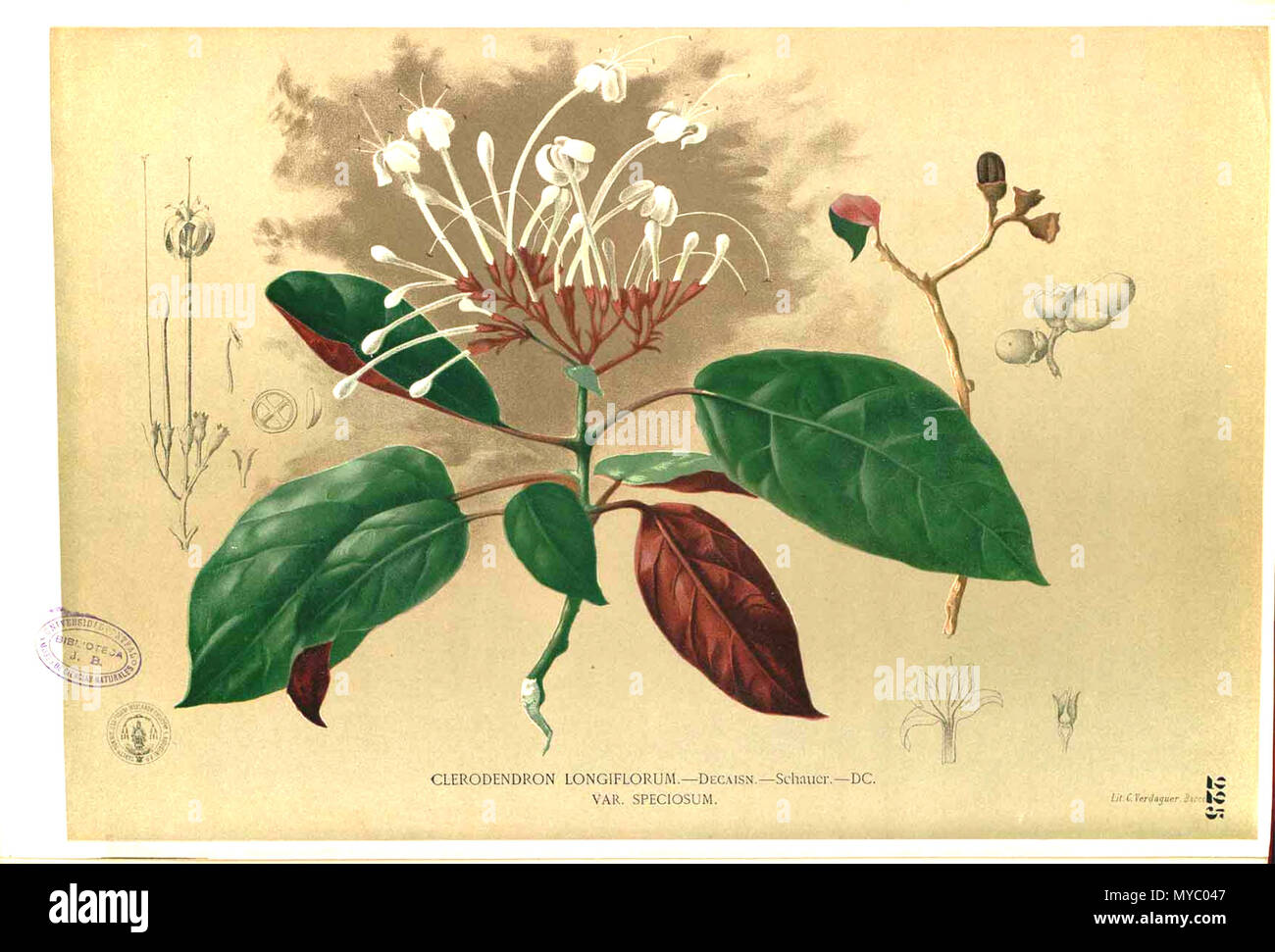 . Plate from book Clerodendrum longiflorum . 1880-1883?. Francisco Manuel Blanco (O.S.A.) 115 Clerodendrum longiflorum Blanco1.225 Stock Photo