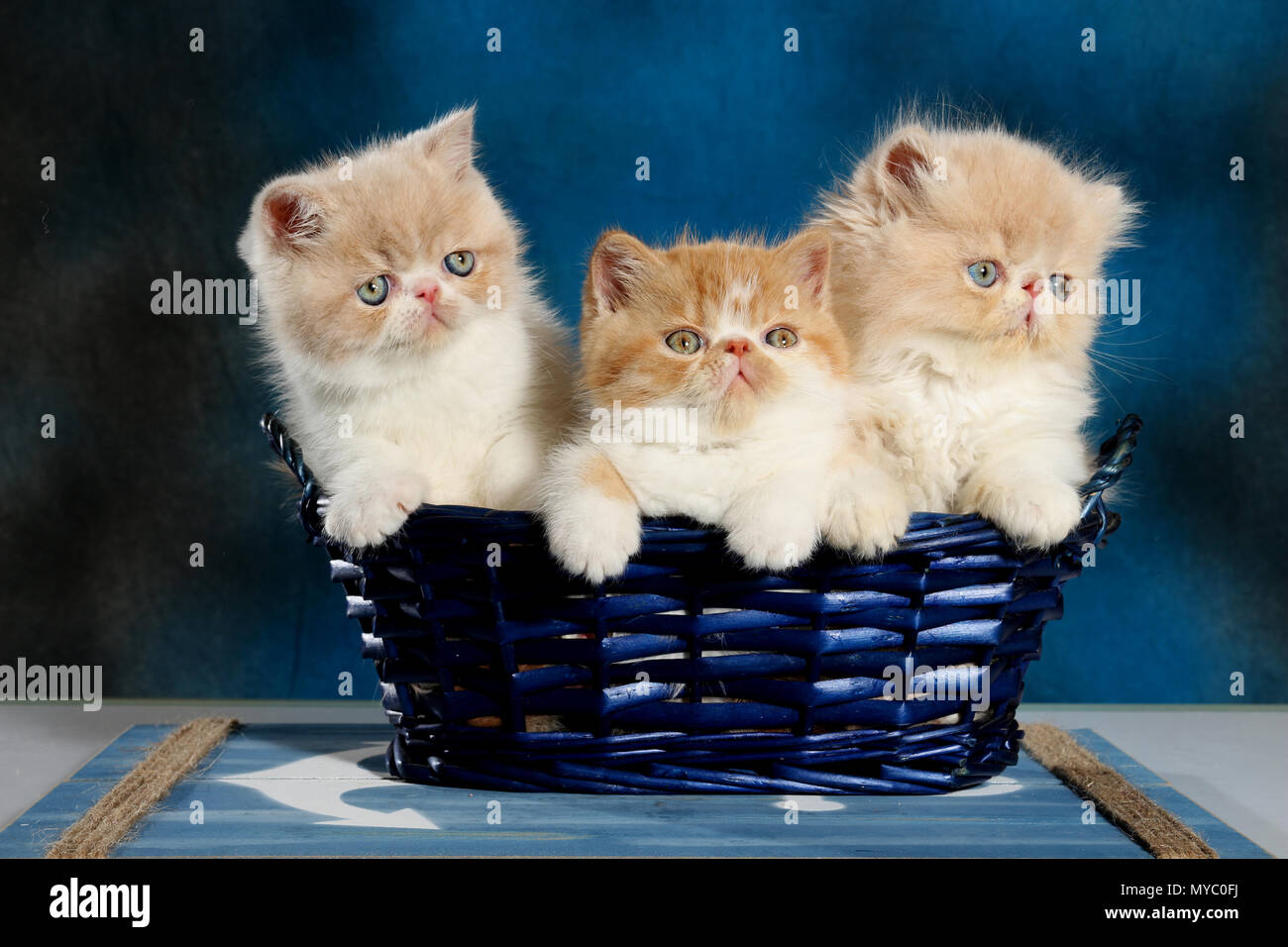 2 Exotic Shorthair Kittens And 1 Persian Kitten Sitting In A Blue