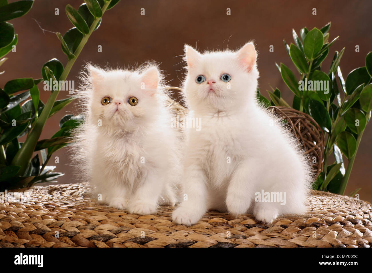 white persian kitten and white exotic shorthair kitten Stock Photo