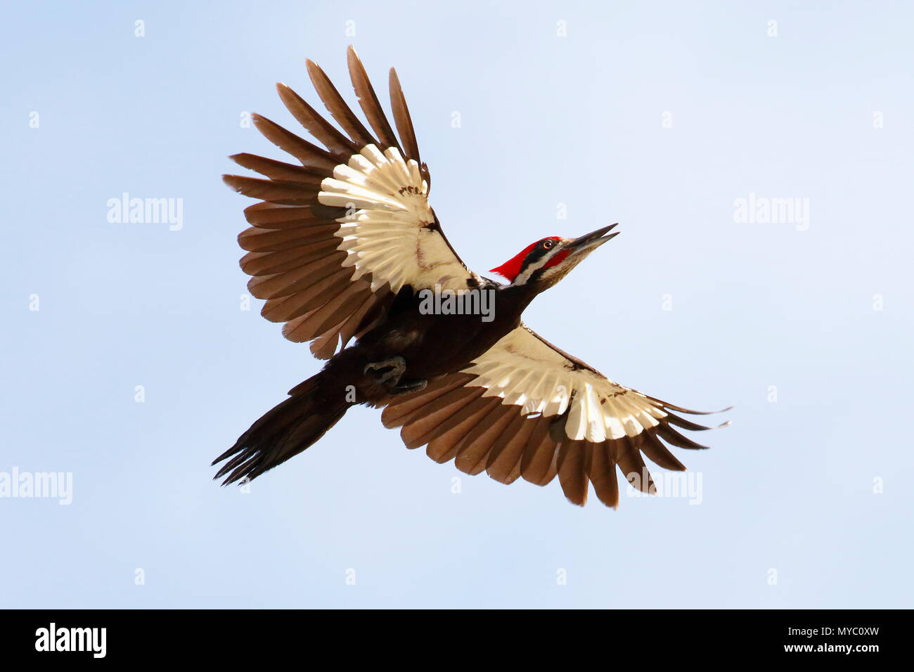 A pileated woodpecker, Dryocopus pileatus, in flight. Stock Photo