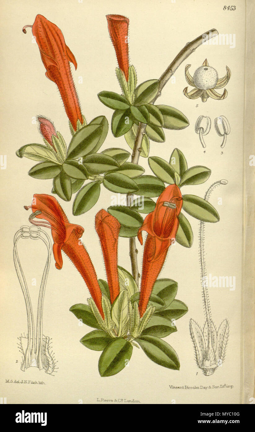. Columnea glabra, Gesneriaceae . 1912. M.S. del, J.N.Fitch, lith. 120 Columnea glabra 138-8453 Stock Photo