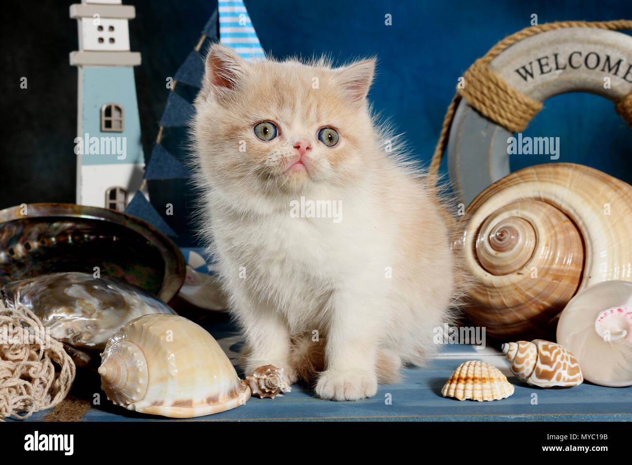 Persian shorthair hi-res stock photography and images - Alamy