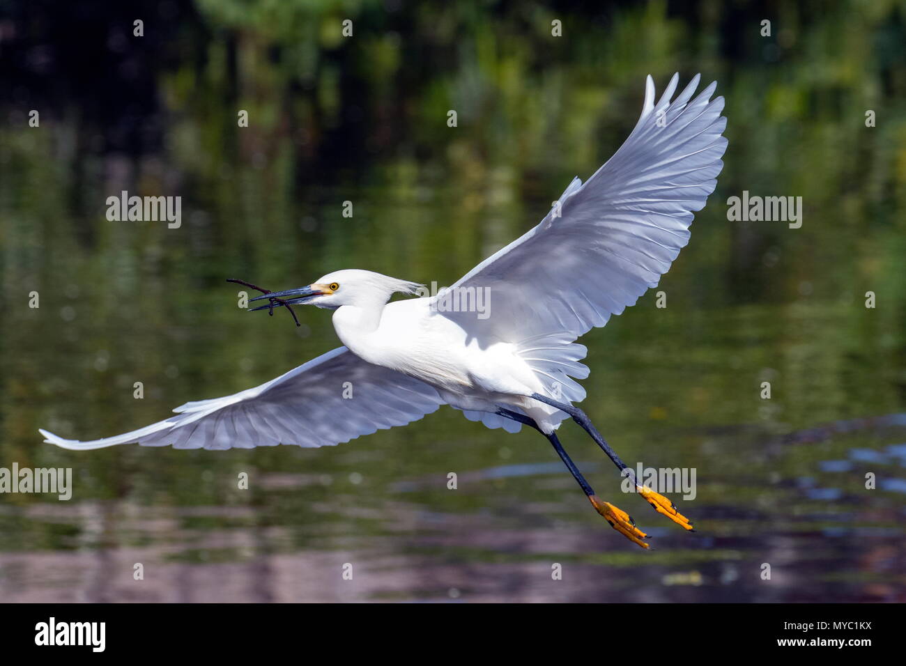 A Snowy egret, Egretta thula, carries nesting material at a rookery. Stock Photo
